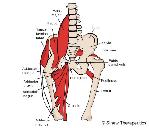 Groin Pulled Strained Information - Sinew Therapeutics